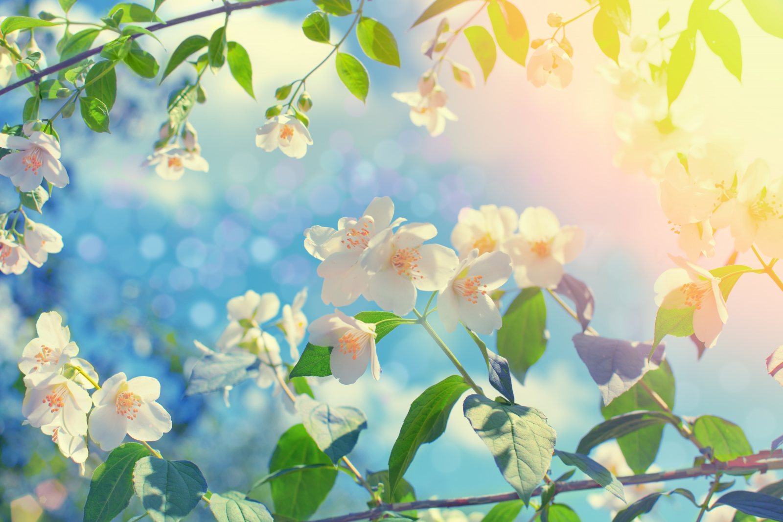 Blossoming jasmine bush at sunset
