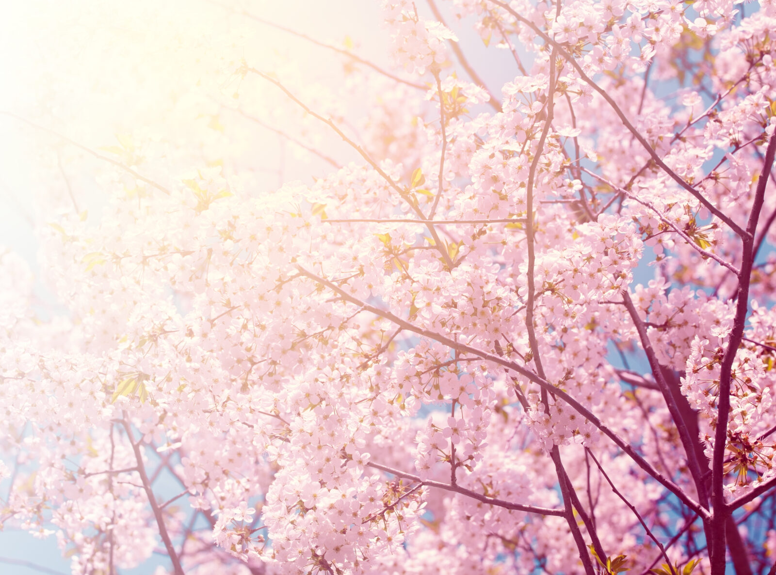 Vintage blossoming cherry tree